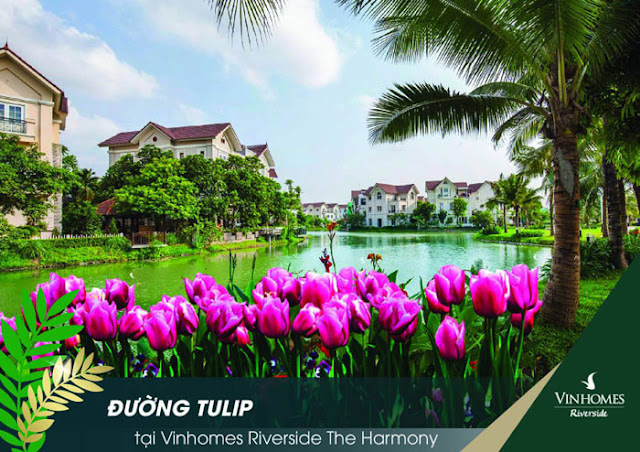 Đường Tulip Đường Tulip