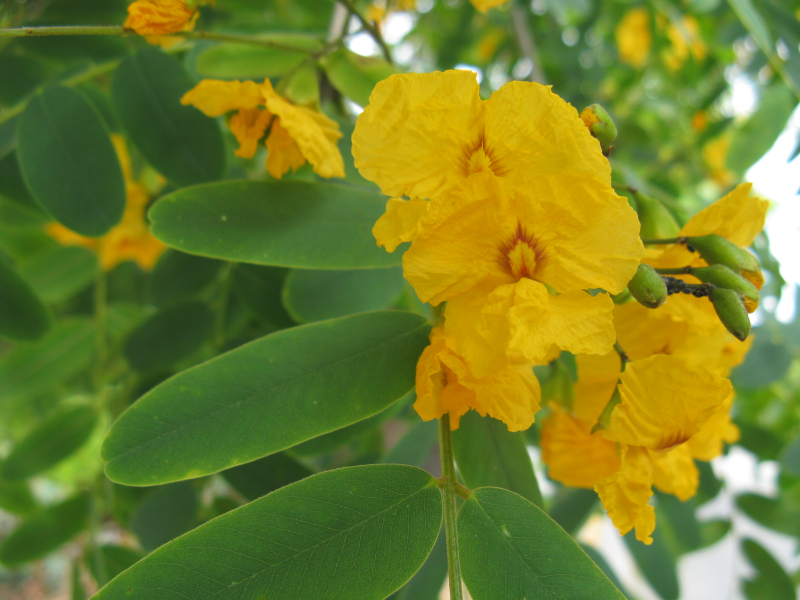 Trees of Santa Cruz County Tipuana tipu Tipu Tree