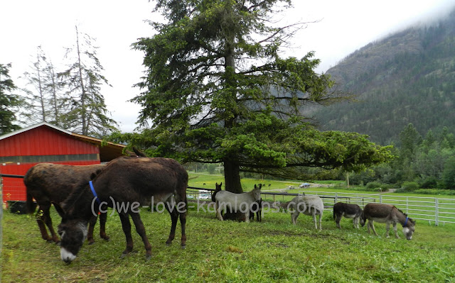 The donkeys stand under the trees during the rainfall