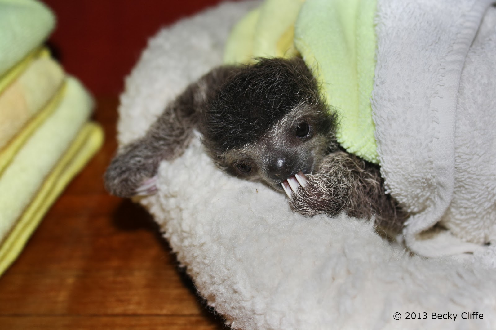The Sloth Sanctuary of Costa Rica - Sloth Blog : Happy International
