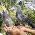 Pet Pigeons