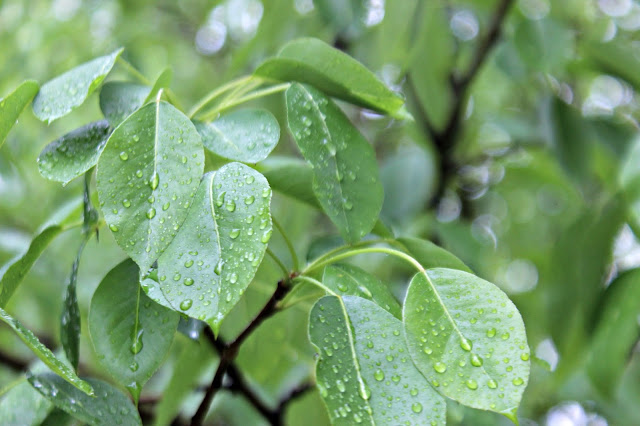 Rain on apple tree