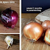 How To Store Your Garlic & Onions So They Last For Months!