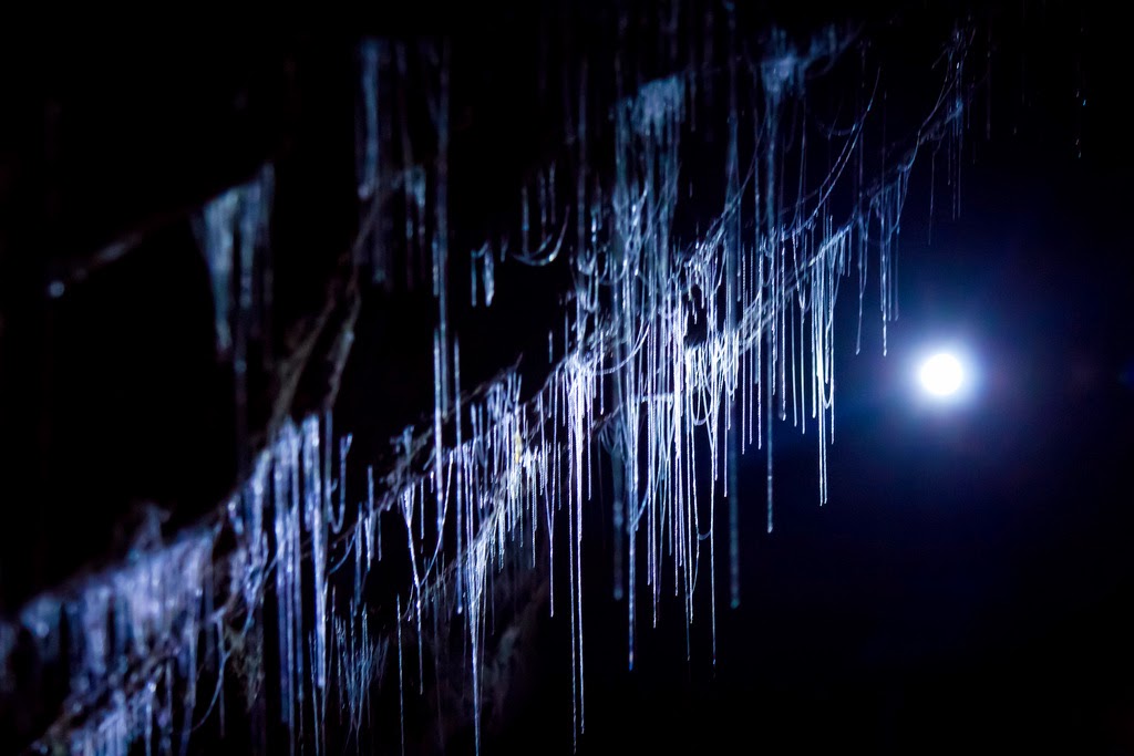 Glowworm Cave, New Zealand Glowworm Cave, New Zealand