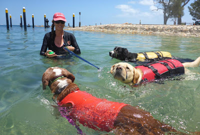 dog dogs centre care choose energy swimming session hour their
