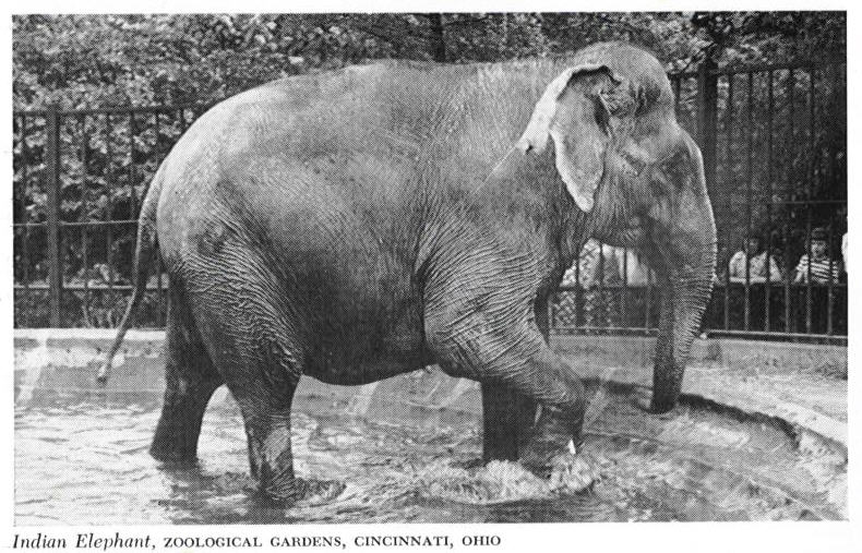 The Circus "NO SPIN ZONE" Vintage Cincinnati Zoo