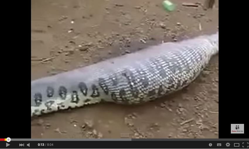 GIANT SNAKE eats cow ~ Suheir Mag