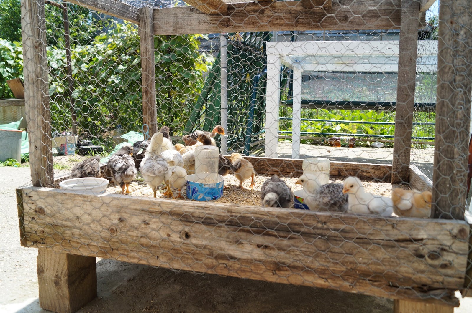 My approach to build and learn Grow chickens food and medicine