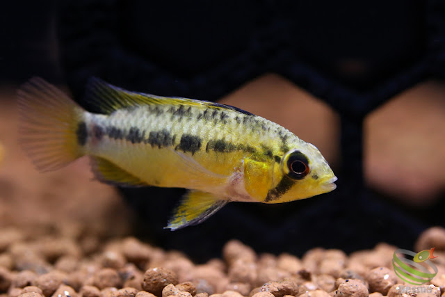 Apistogramma Pedunculata / Rio Caura