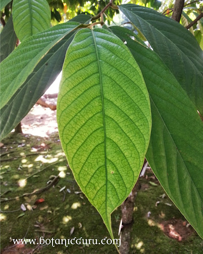 Eusideroxylon borneense leaves