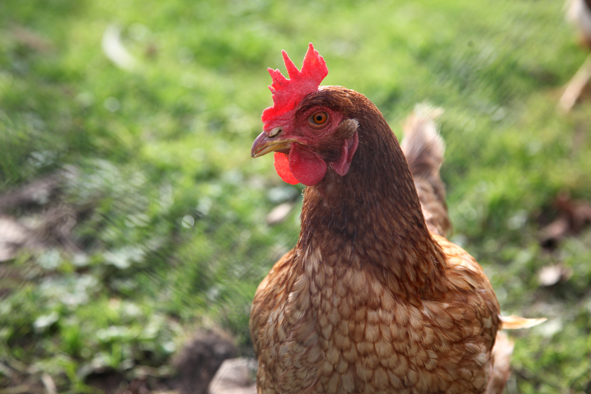 Max unterwegs: Hähnchen auf der Anklagebank