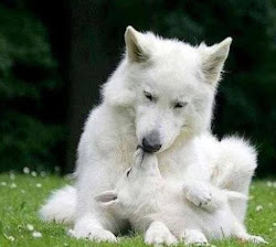 wolf arctic wolves pups baby mother pup fluffy puppy grey moms cute mom cub bing stunning cuccioli di lupo cuteness