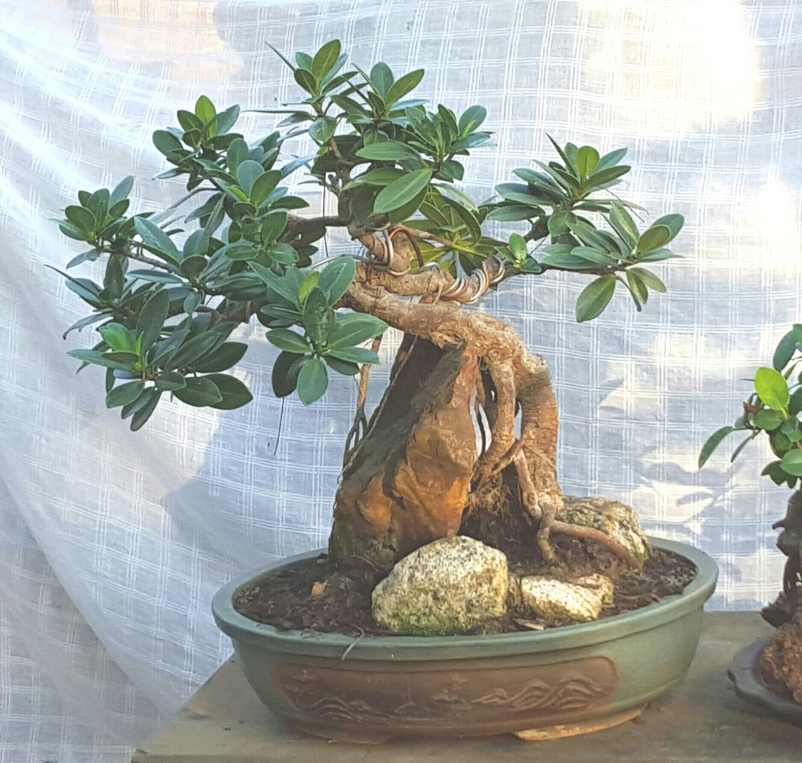Bodhi Bonsai, Chennai, India March 2016