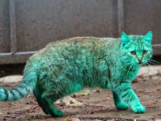 green cat bulgaria