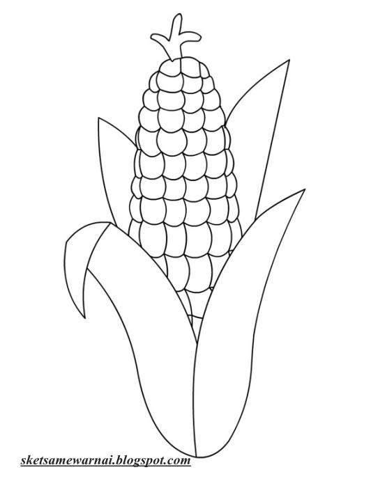 Gambar Sketsa Mewarnai Gambar Jagung Share di Rebanas - Rebanas