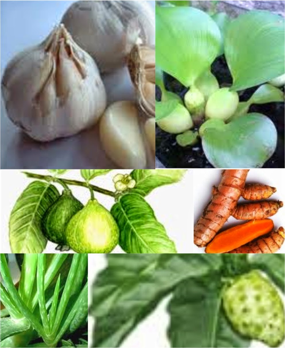 21 Jenis Tanaman Obat Untuk Kesehatan Ikan | BERBAGI ITU INDAH