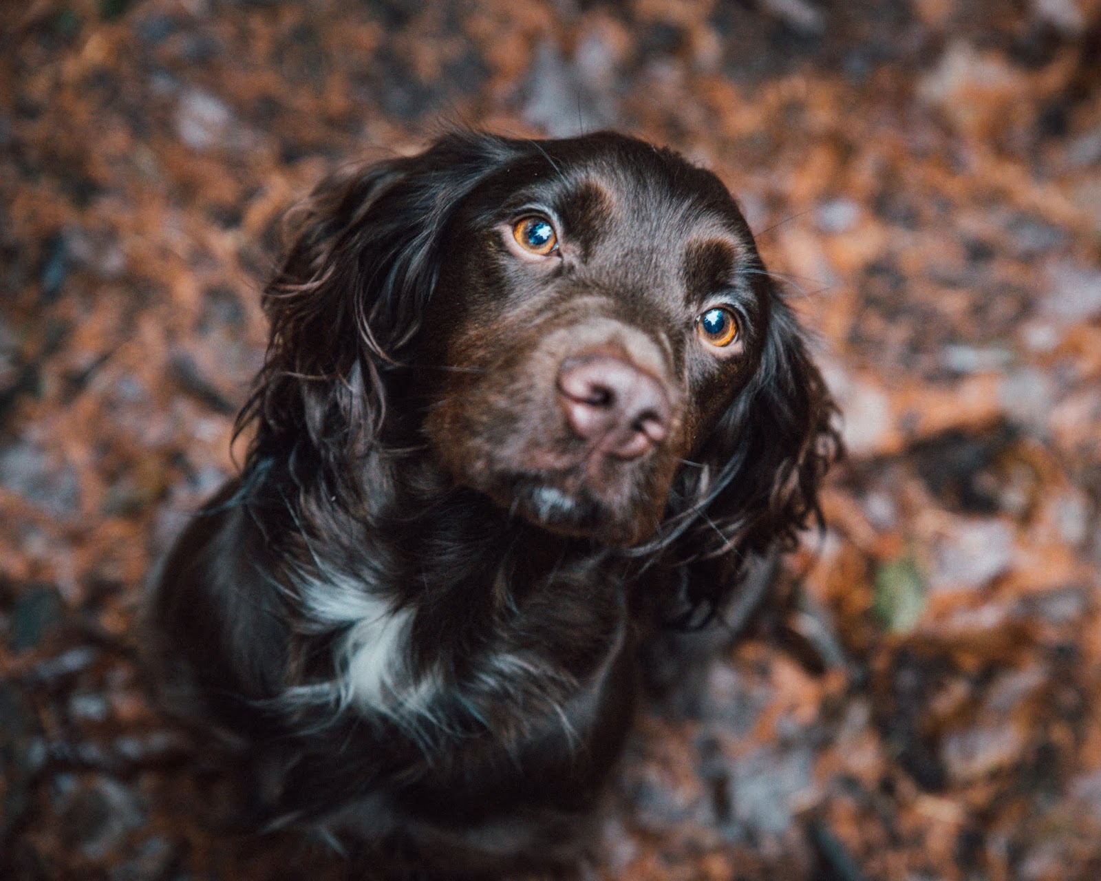 cocker spaniel golden eyes chocolate autumn leaves liquid grain cocker spaniel golden eyes chocolate autumn leaves liquid grain
