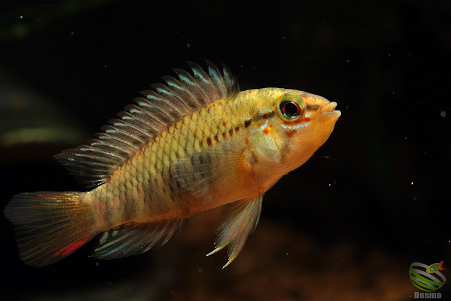 Apistogramma cf. macmasteri