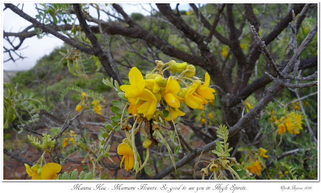Mauna Kea: Mamane Flowers. So good to see you in High Spirits.