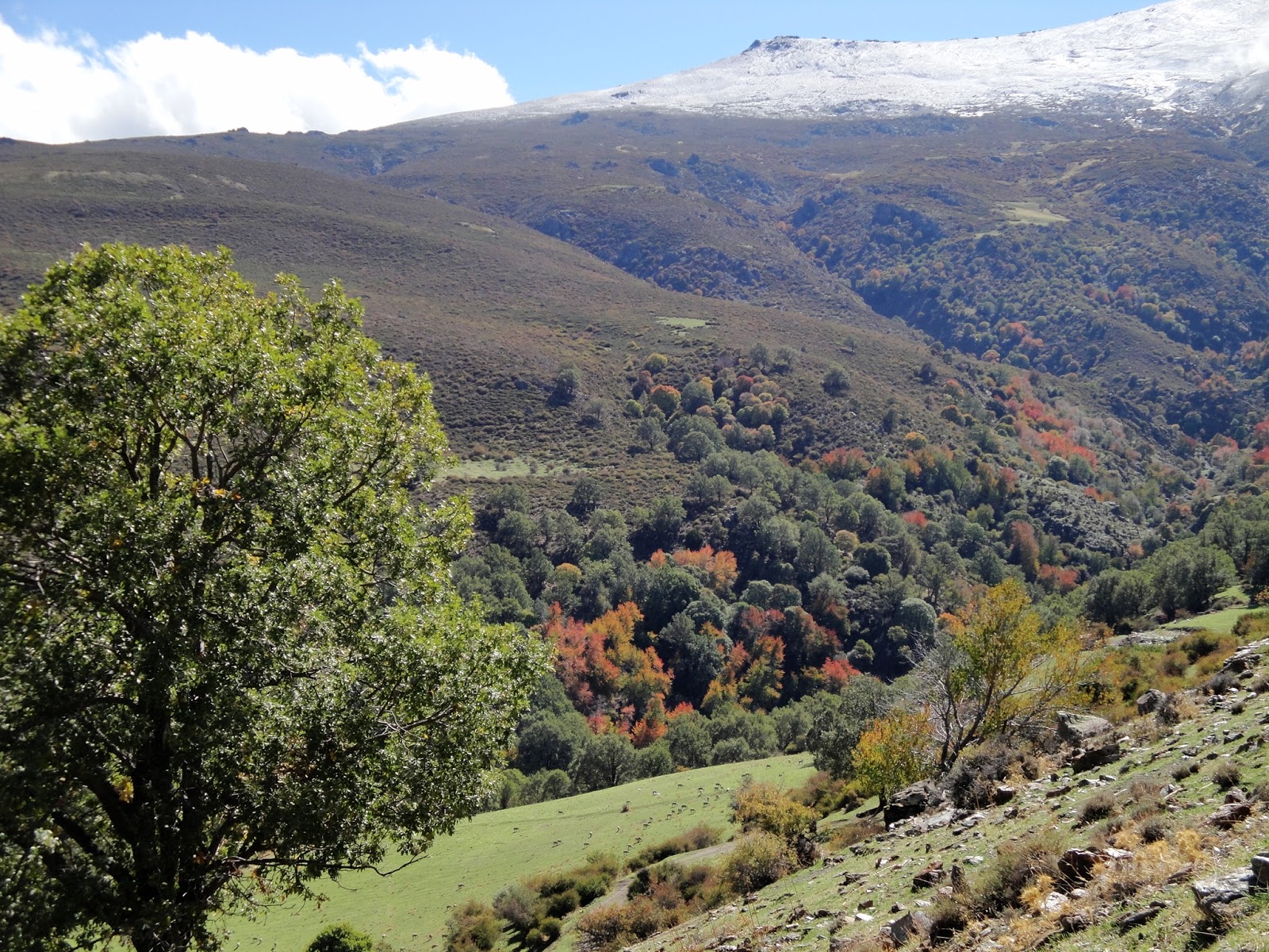 Club Almeriense de Montañismo EL "BOSQUE ENCANTADO" DE LA DEHESA DEL