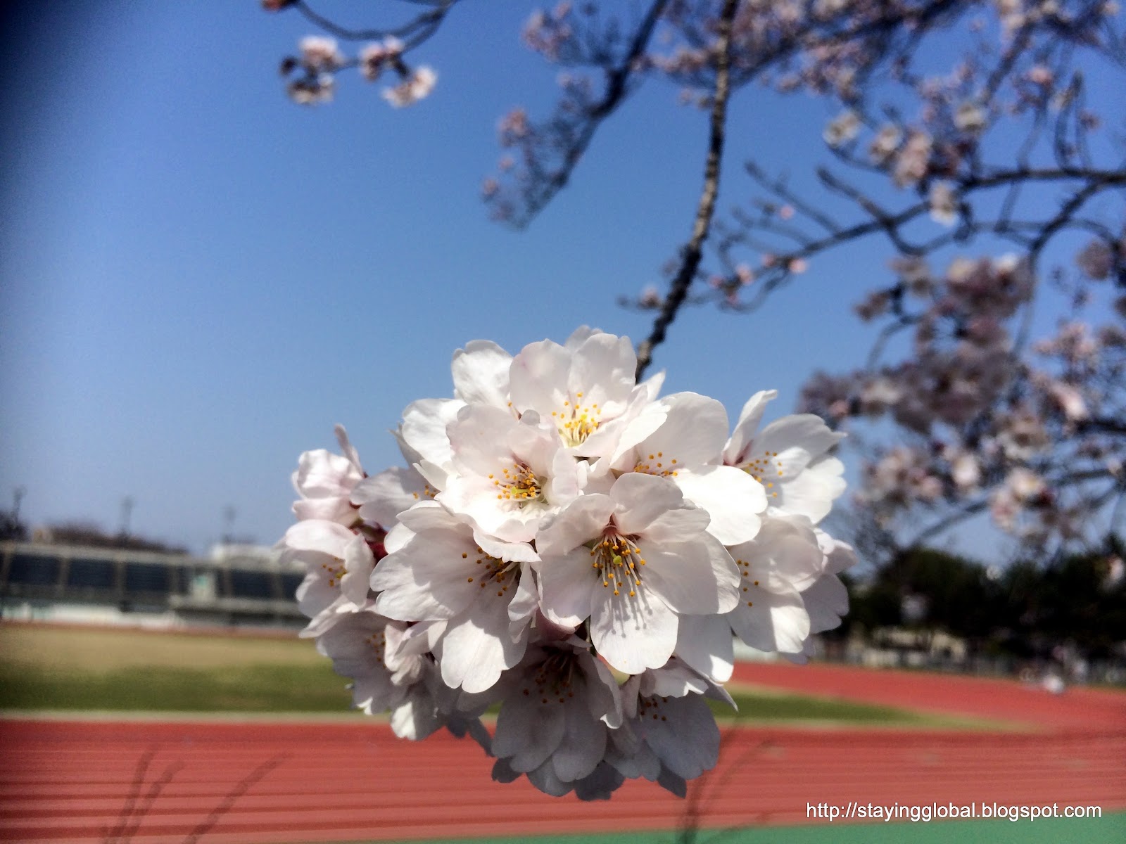 A Global Life Nagoya Cherry Blossoms near Yamazaki River