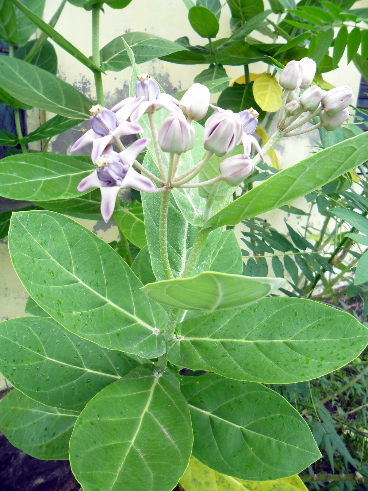 Wild & Garden Flowers: Asclepiadaceae