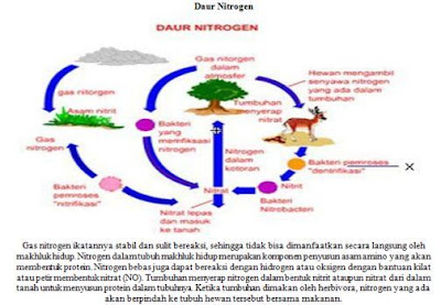 Gambar Daur Biogeokimia (Sulfur, Nitrogen, Fosfor, O2, CO2, Air) Beserta Penjelasannya