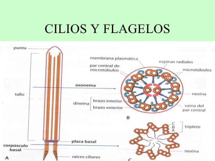 cilios y flagelos