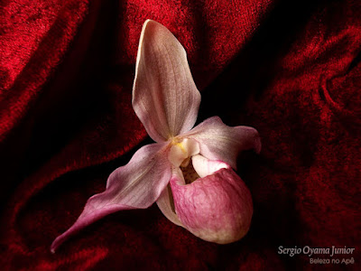 Orquídea Phragmipedium Sedenii