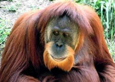 Orangutan Hewan Primata Dilindungi