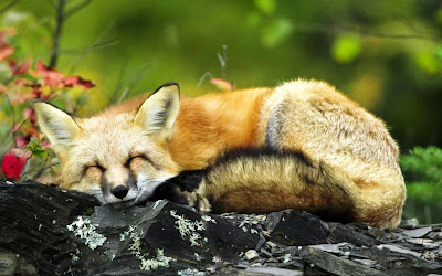 sleeping fox widescreen hd wallpaper