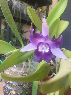 , Laeliocattleya Cariad’s mini Queene ‘Angel Kiss’, diarid'orchidee