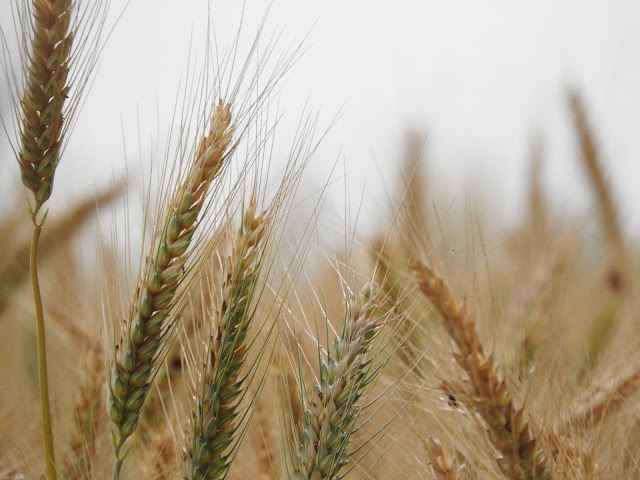 Punjabiyat is food, fields and more - glimpses from my farm-stay Amritsar, Punjab, farmstay, wheat, field, grains