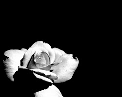rose roses background backgrounds grey wallpapers wall flower quotes cool dark