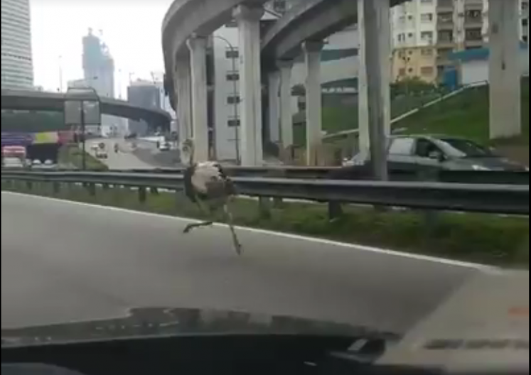 Burung unta berlari di Lebuhraya Federal