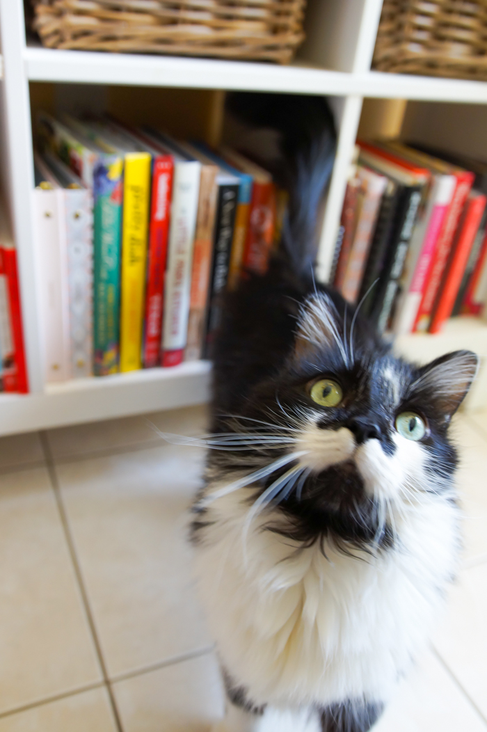 How to Organize Your Old Martha Stewart Everyday Food Magazines ♥ + Spike the cat