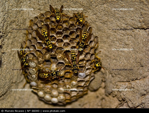 Capitulo 312: "Un puñado de avispas en los cojones""