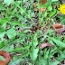 EVERYONE HAS SEEN THIS PLANT BUT NOBODY KNOWS THAT IT CAN KILL CANCER CELLS IN 48 HOURS