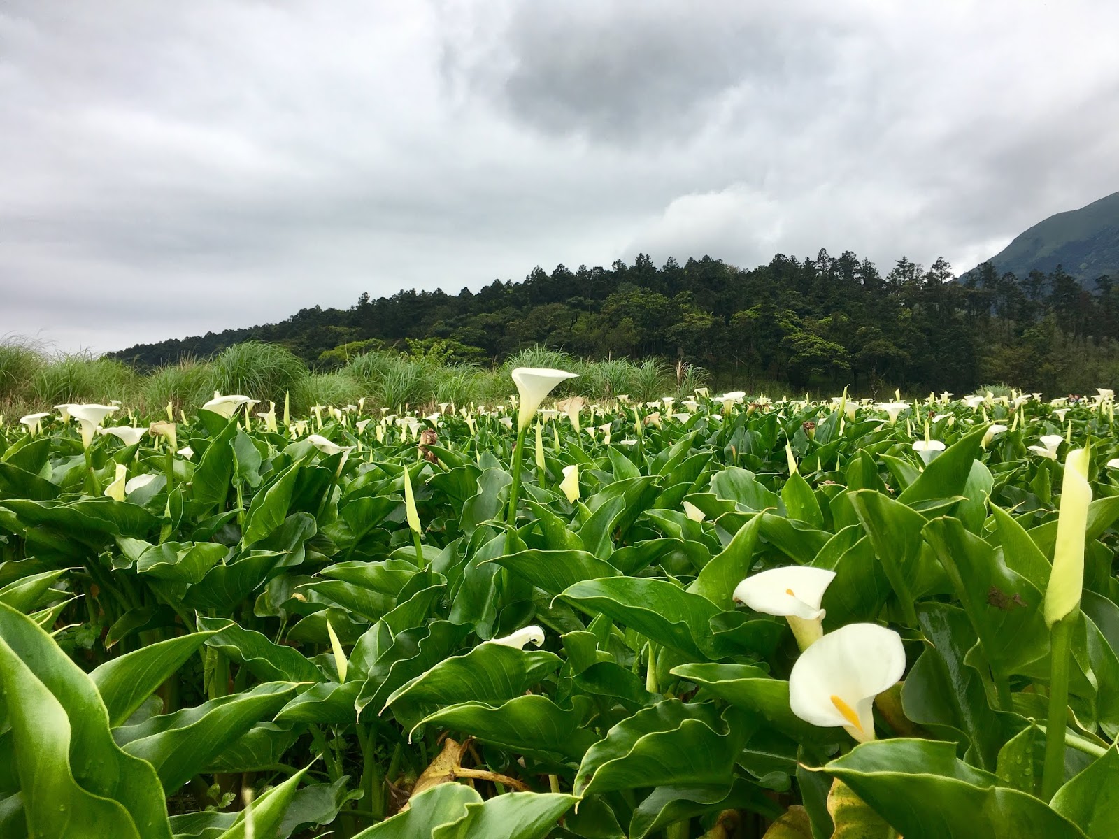 Taipei Travel YangMingShan Calla Lily Festival My Life Abroad