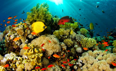 10 Gambar Objek Wisata Taman Lautan Bunaken, Harga Tiket Masuk – Wisata Terpopuler 10 Gambar Objek Wisata Taman Lautan Bunaken, Harga Tiket Masuk – Wisata Terpopuler
