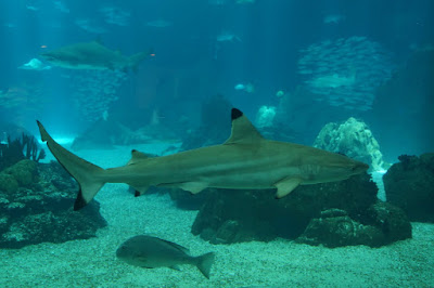 Oceanario-Parques das Naçoes-Lisbonne-Portugal