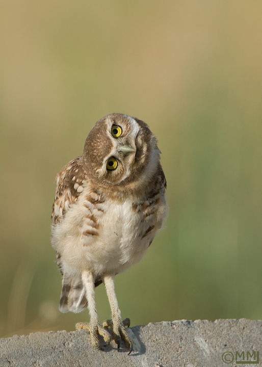 burrowing-owl-utah-juvenile-mia-mcpherson-1681.jpg