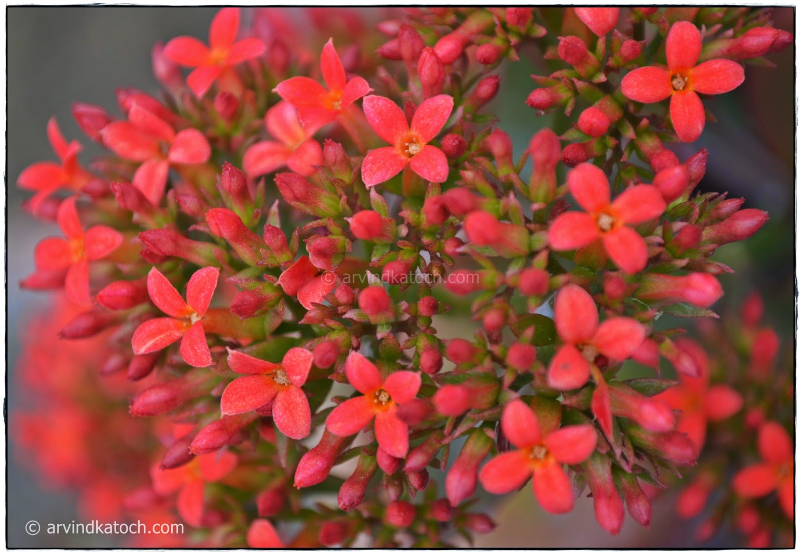 Tiny Red Flowers, Red Flowers, Red