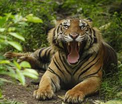 PANDUAN TERHINDAR DARI BAHAYA SERANGAN HARIMAU http://tipspetani.blogspot.co.id/2016/11/panduan-terhindar-dari-bahaya-serangan.html