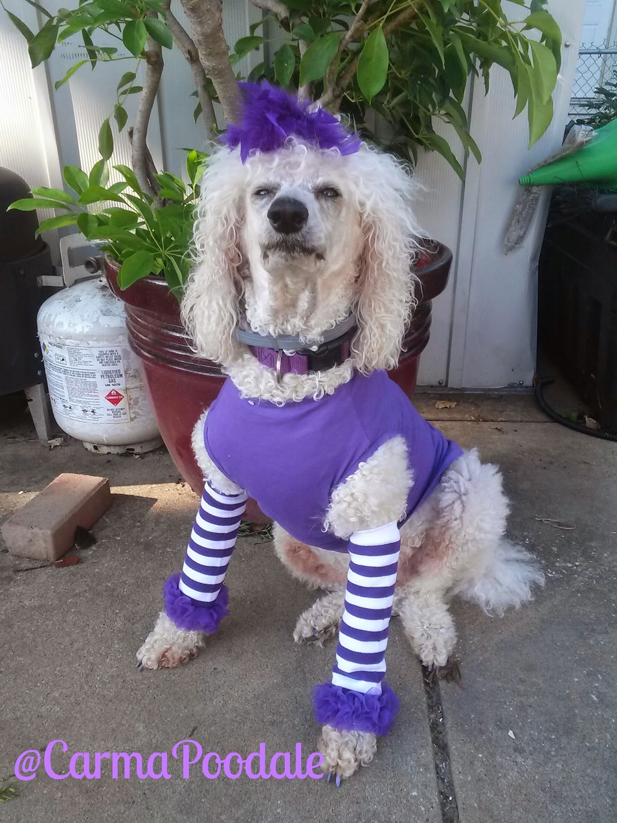 Poodle dressed in purple