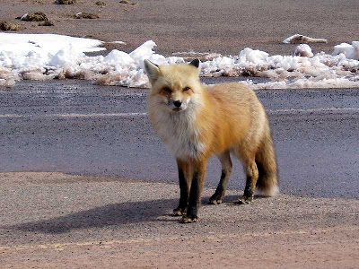  This red fox walked over to see if we had any interesting snacks to eat.