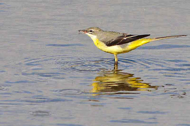 yellow wagtail, bird, feeding