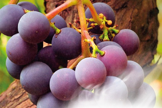 Iglesia de Trujillo - Centro: Lección 06 | Pámpanos que llevan fruto