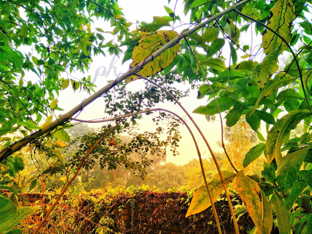 Forest Latest nature picture