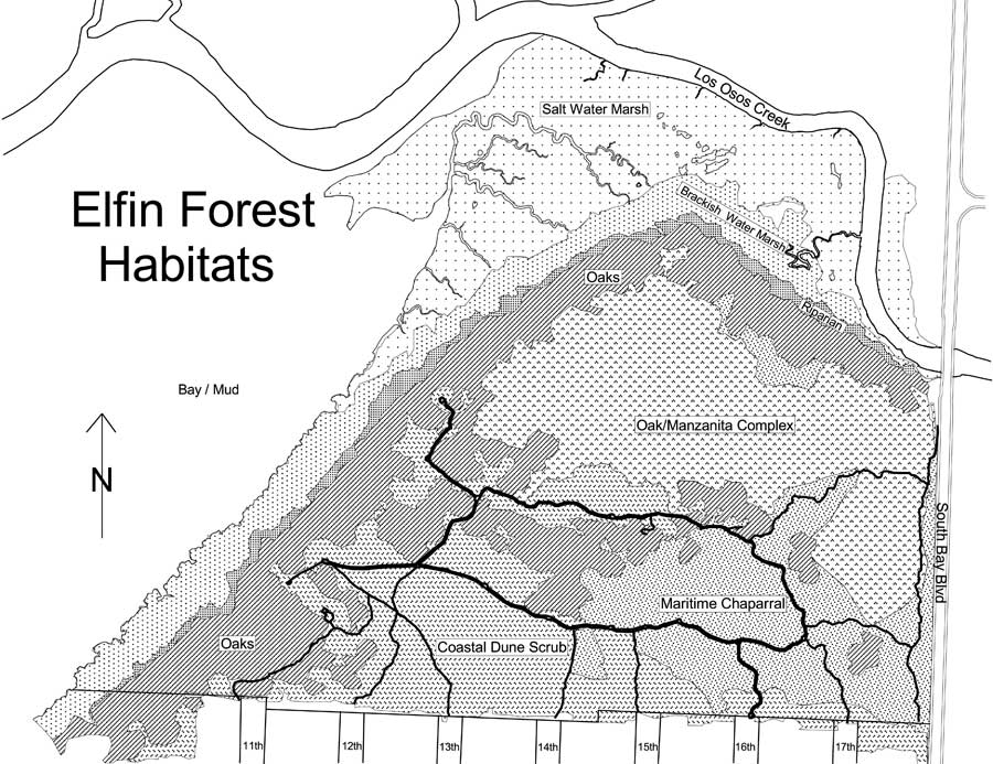 The Elfin Forest A Land of Mythical Woodland Beings? Maybe Not Quite...